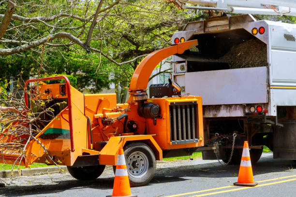 Residential Tree Removal in Cane Savannah, SC